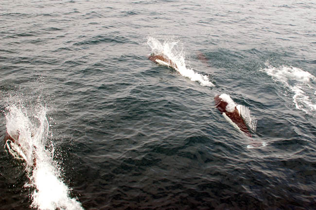 Dalls porpoise1